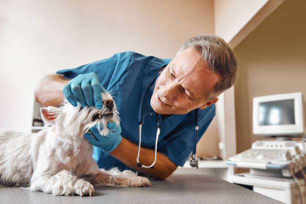 Best Weekend Emergency Dentist in Gulf Hills, MS